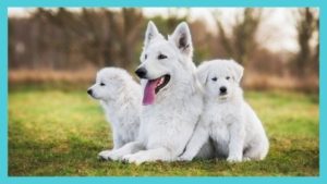 White Dog Names (2024 s Best, Cute Male & Female Dog Names) List Infographic