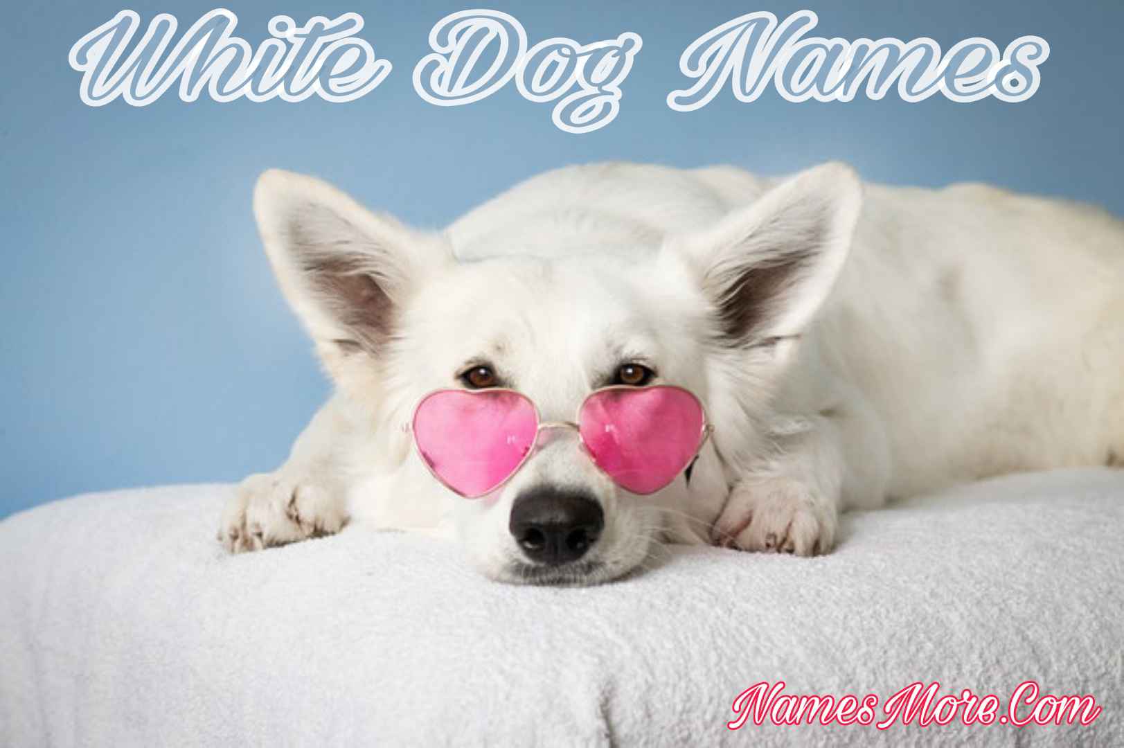 Featured Image for White Dog Names (2024 S Best, Cute Male & Female Dog Names)